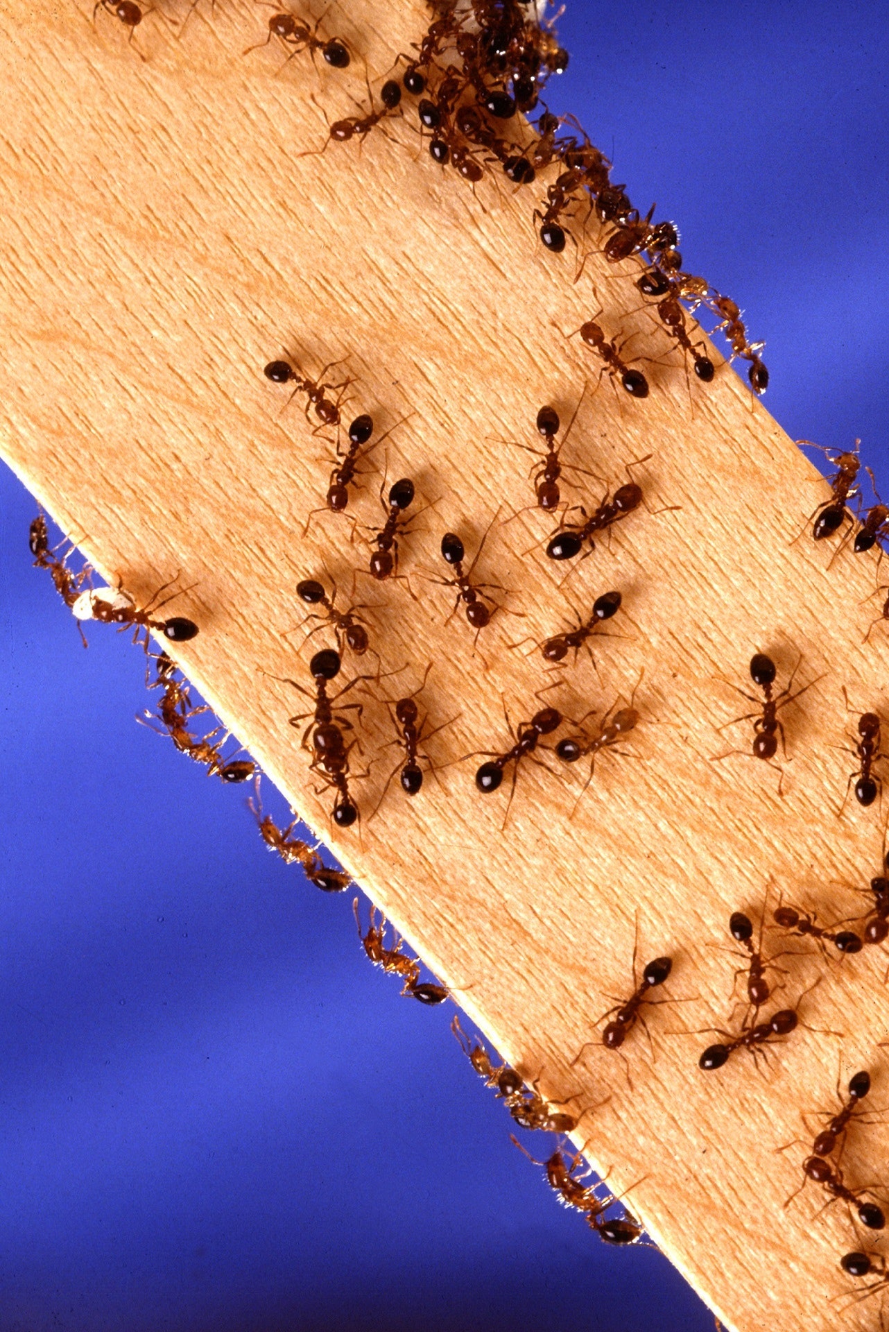 abstract-ants-bark-264129