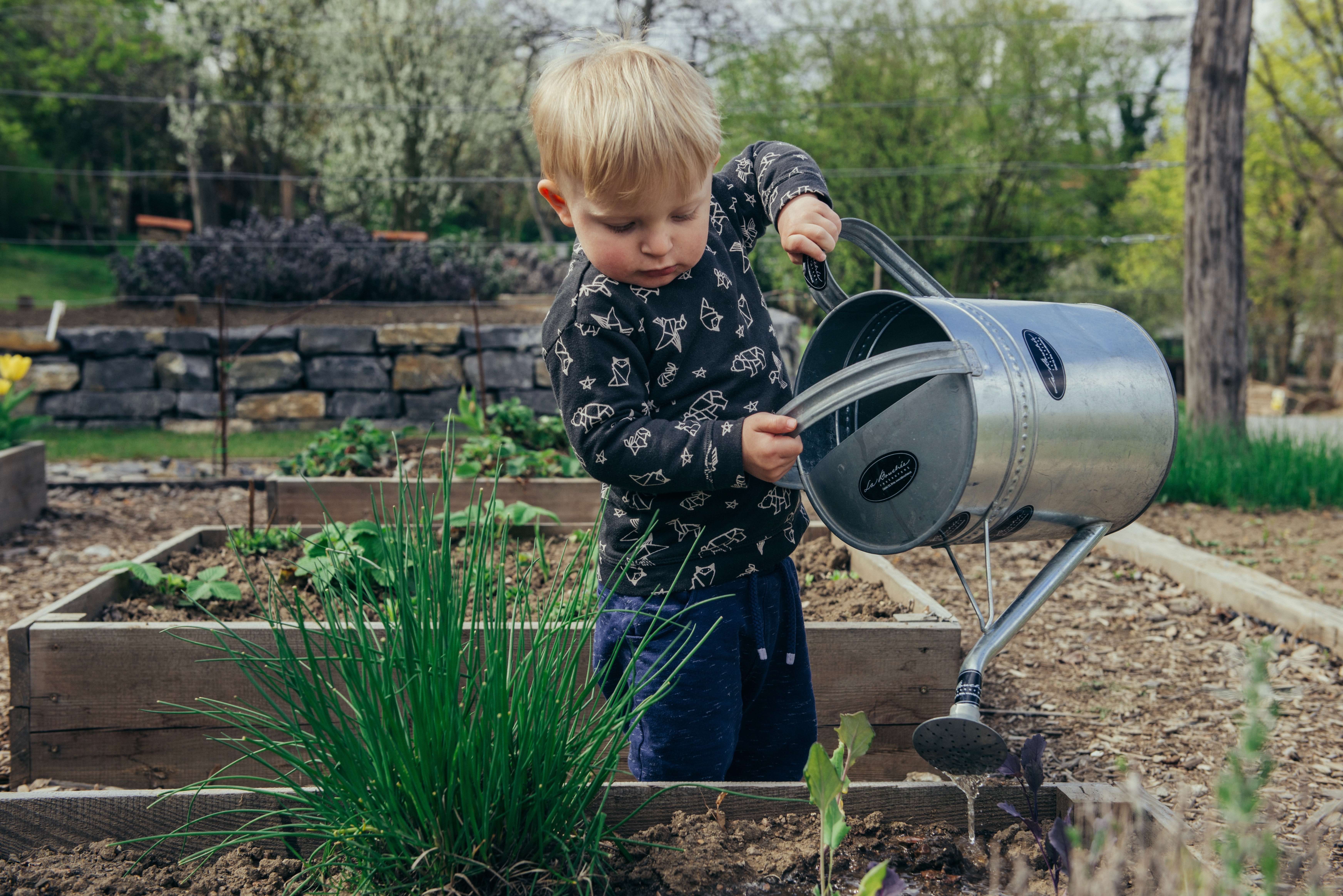 Bay Area preschool student using a watering can