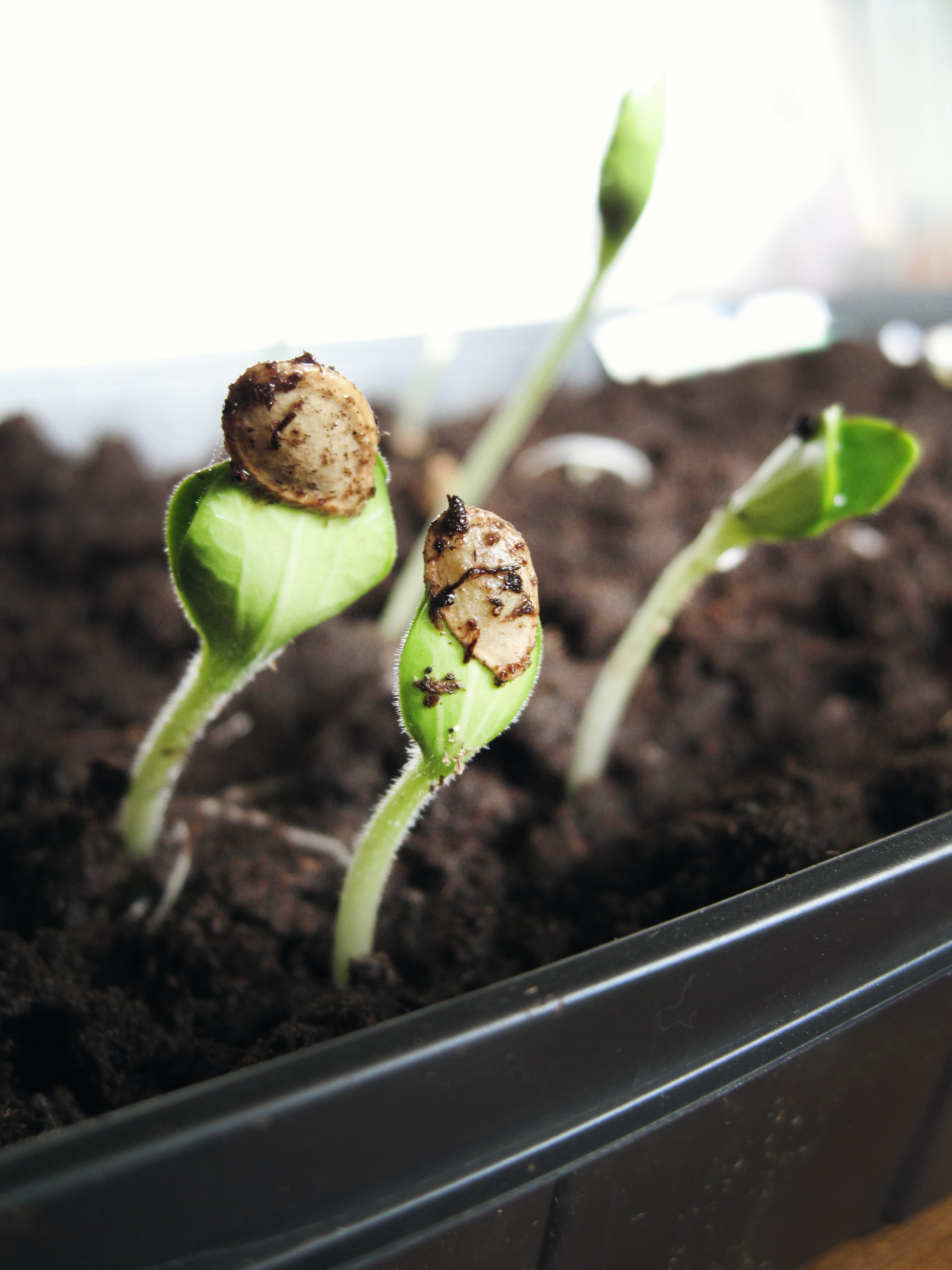 seedlings for bay area preschool lessons