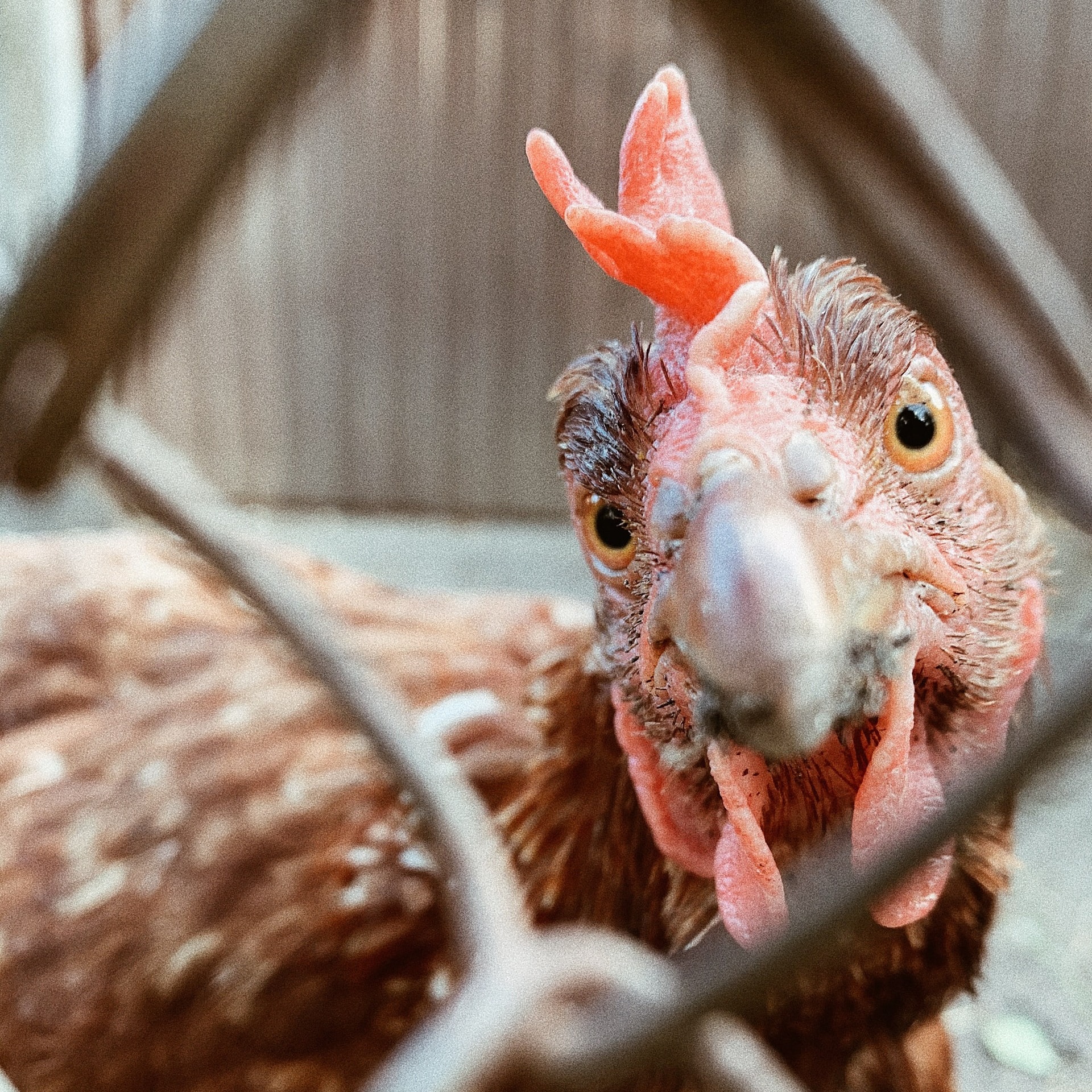 turkey behind a fence looking at the camera