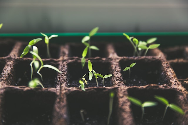 Small plants you can grow at home with your preschooler