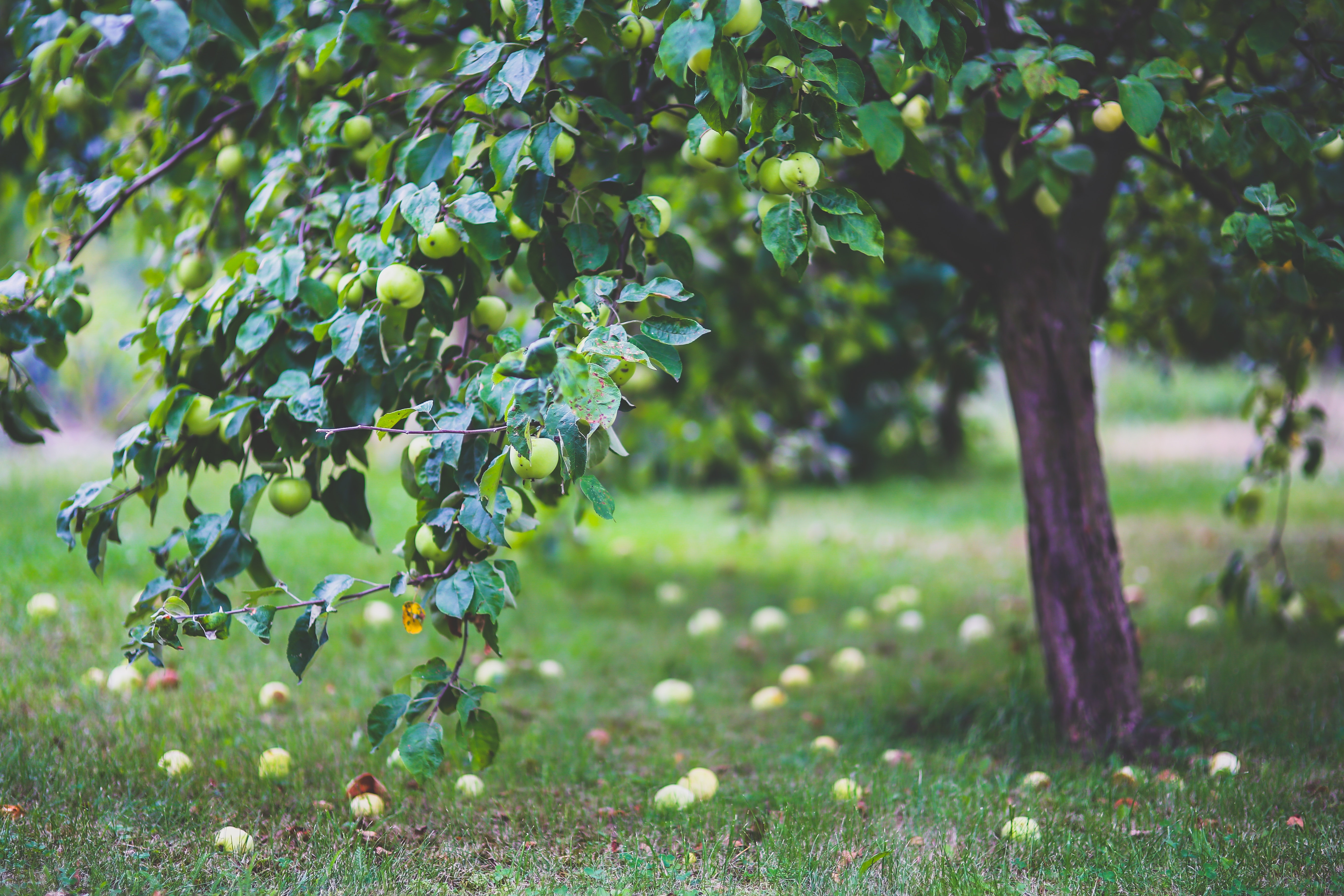 agriculture-apple-apple-tree-6035