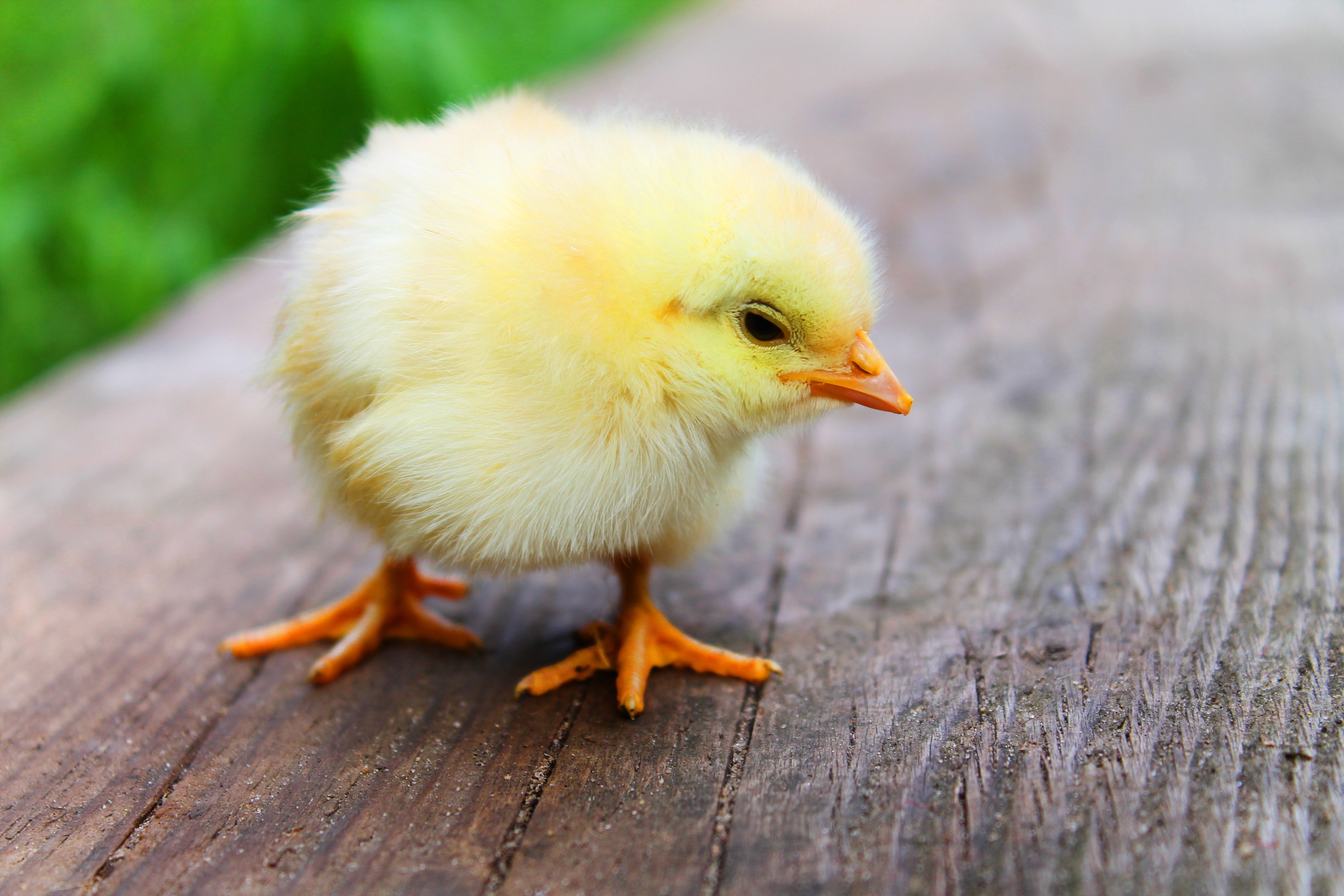 animal-chick-chicken-5145