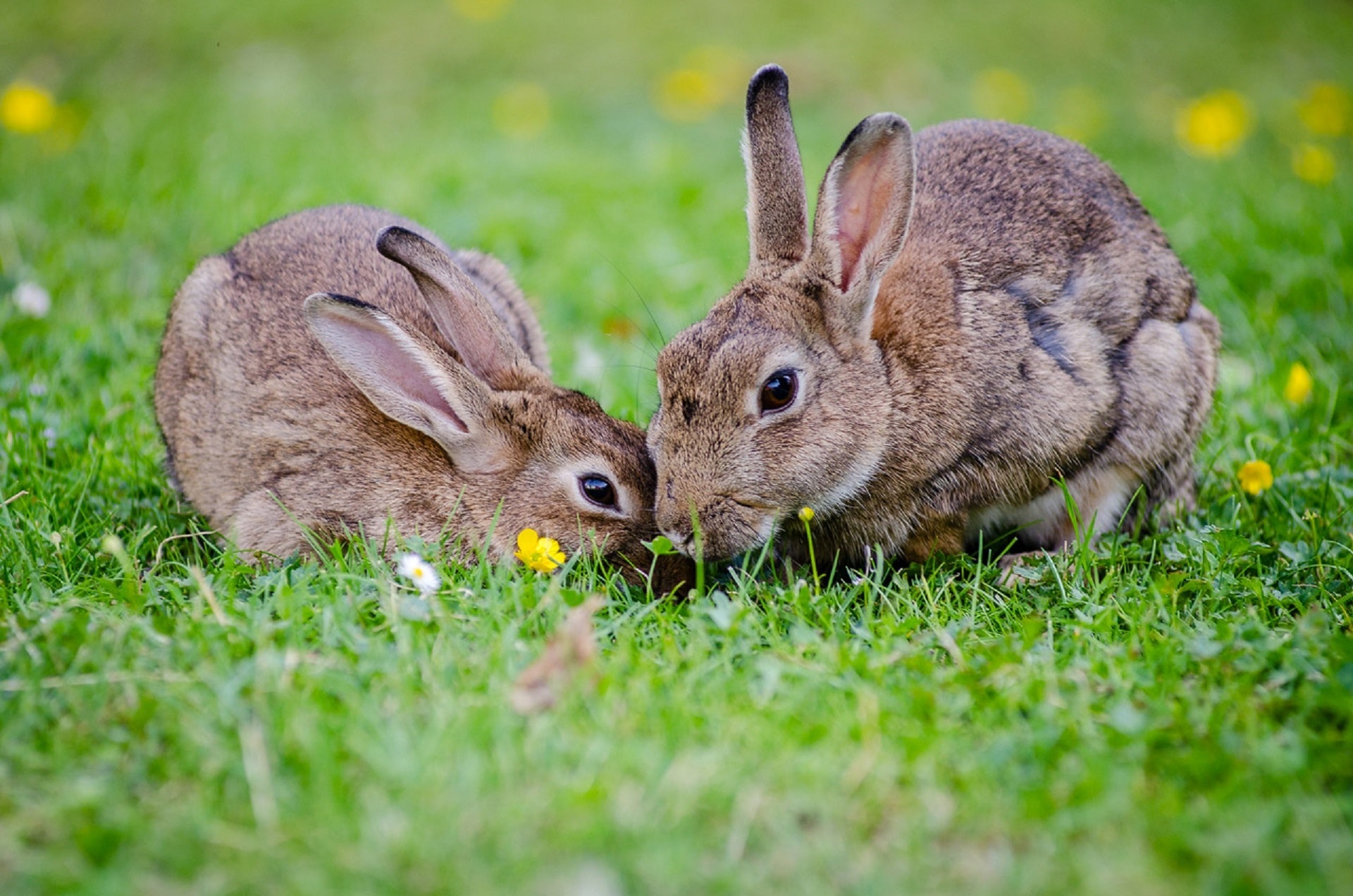 animals-bunnies-bunny-33152