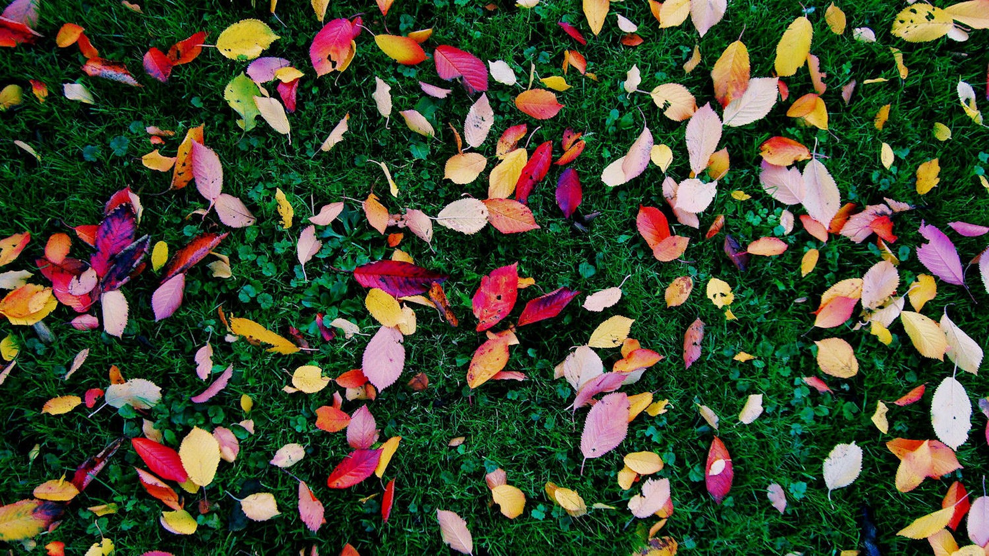 autumn-fall-garden-662852